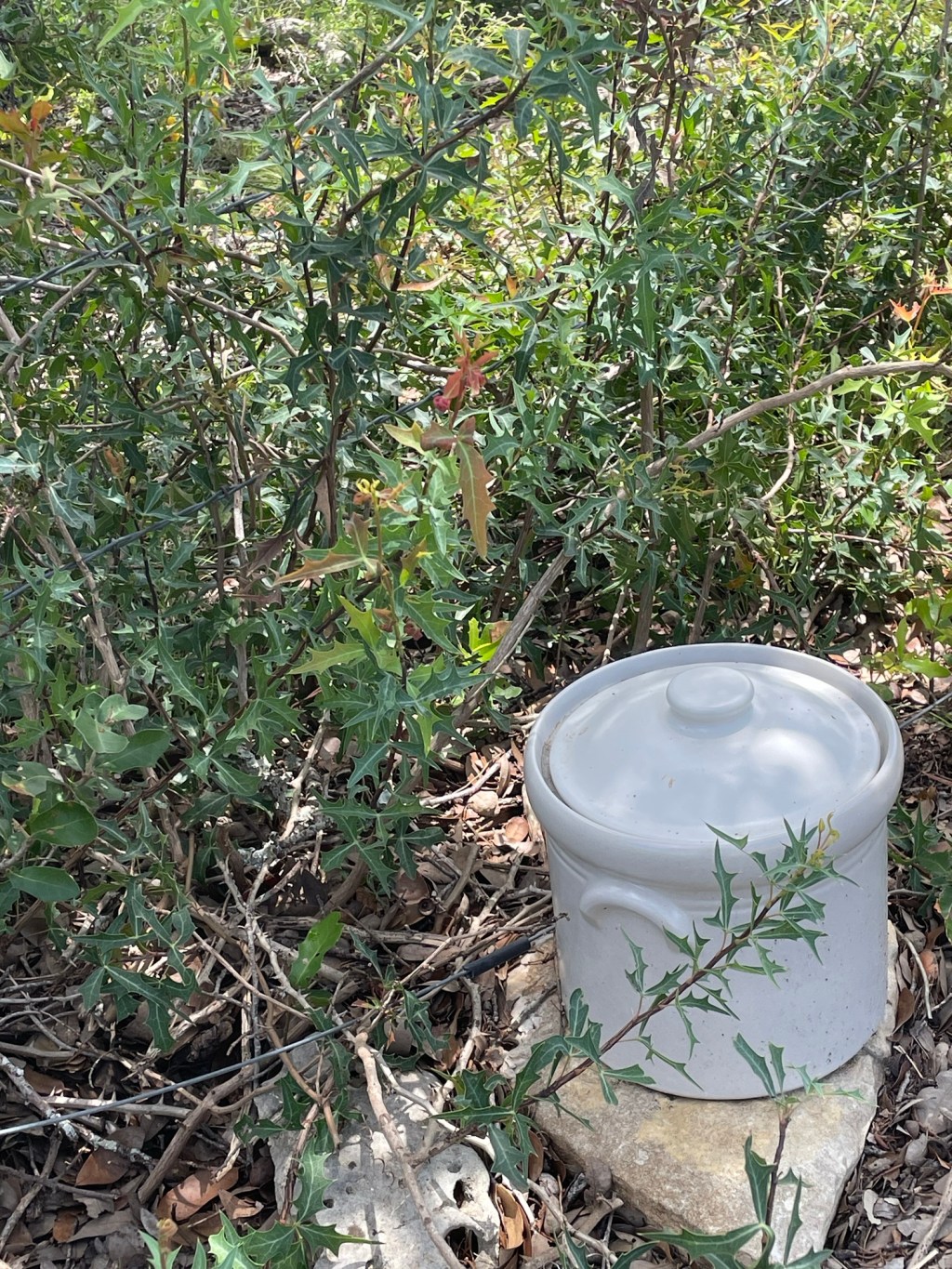 Trauma, Pain Levels, and ADHD