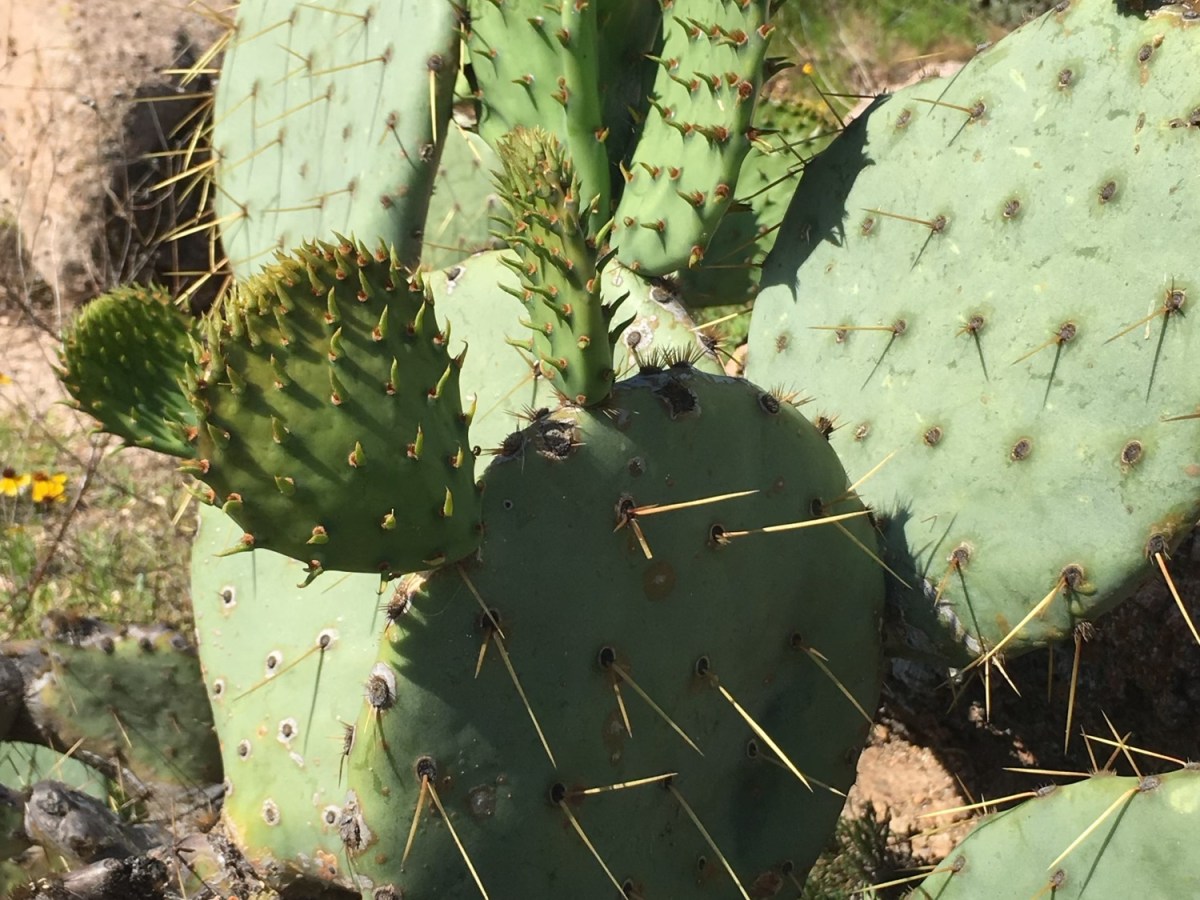 Stability and PRN’s