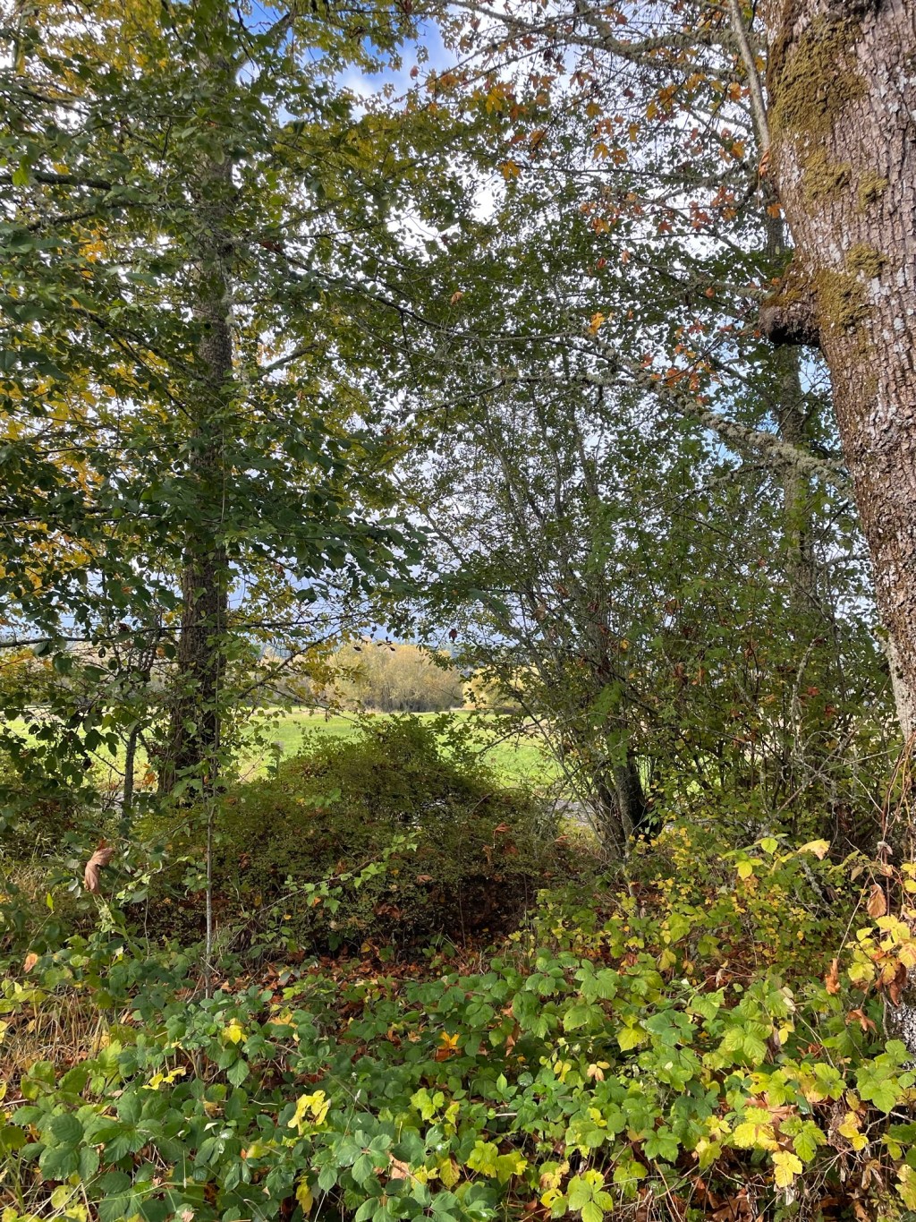 The Ramblings of My Voices