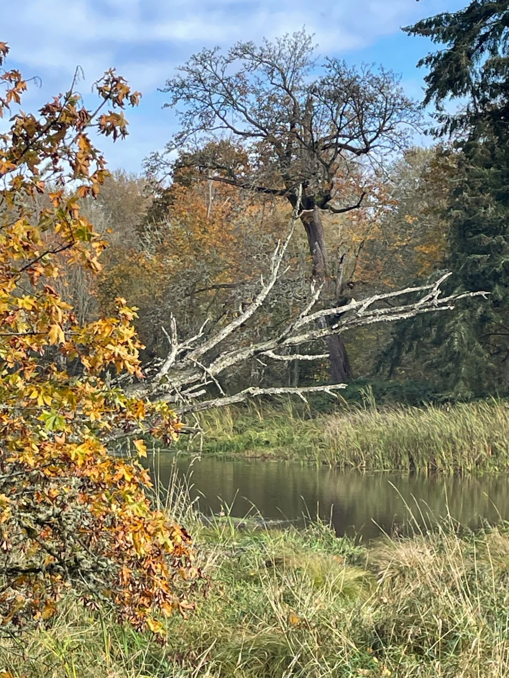 The Bug Situation and Being Emotional