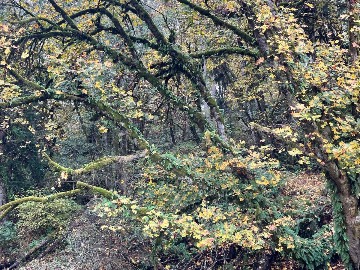 How The Delusions and Hallucinations&nbsp;Engulf