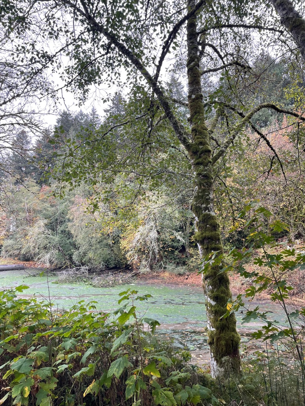 Stuffed in the Trunk